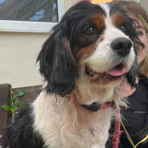 Free Press Series: Verity - seven years old, female, Cavalier King Charles Spaniel cross Cocker Spaniel. Verity is a gentle girl who is a complete darling! She is a bit nervous when she first meets you but is content to settle on your lap and have a nice fuss. She would